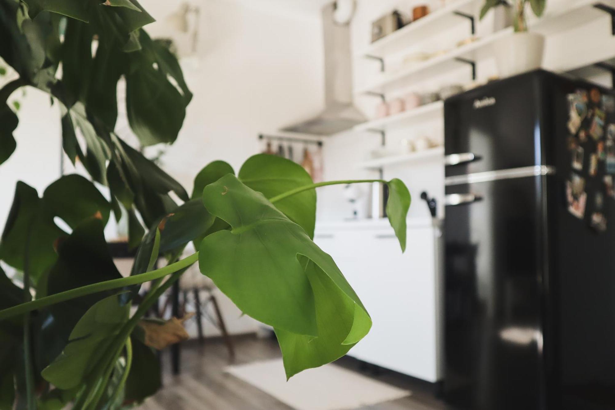 Urban Jungle Apartment - Free Parking 卢布尔雅那 外观 照片